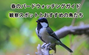 春のバードウォッチングガイド: 観察スポットとおすすめの鳥たち doloremque